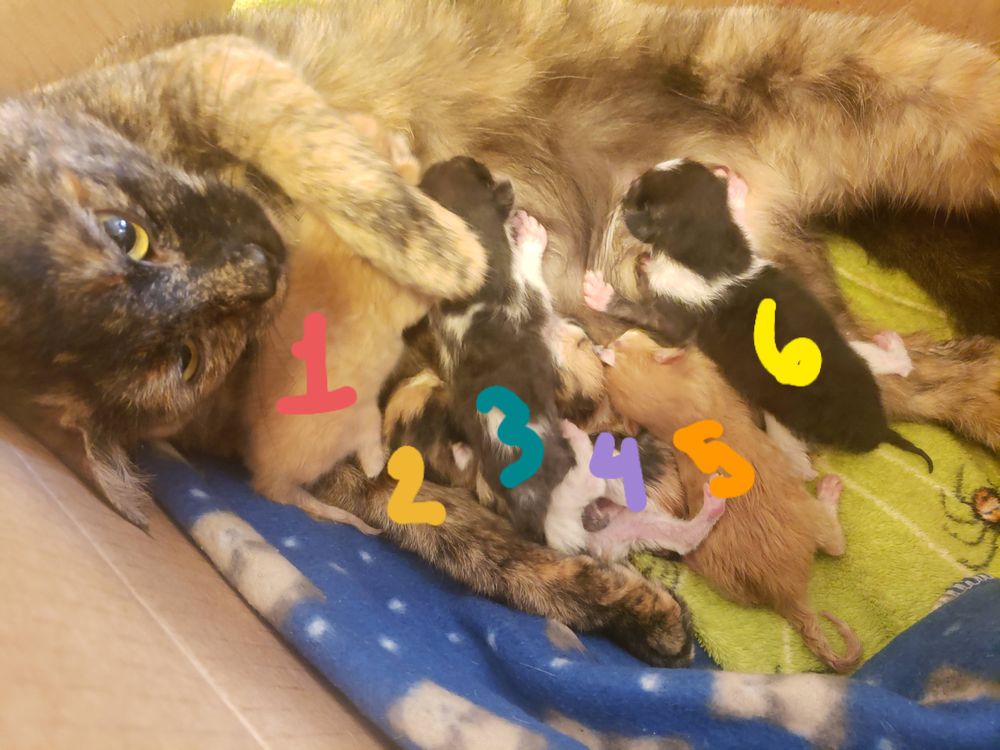 cats.jpg