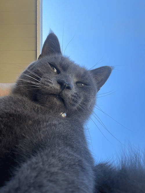 gus.png